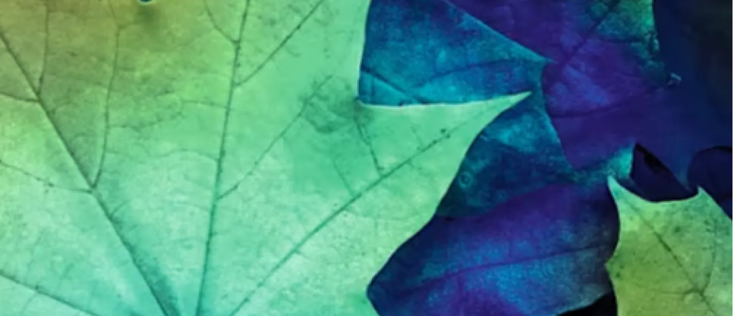 Offre bilan automne Peugeot