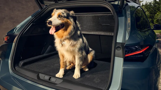 Peugeot 308 SW 2025 : coffre ouvert avec chien